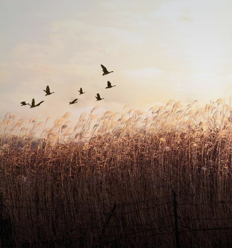 此時無聲勝有聲